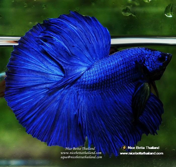 Betta fish OHM Super Royal Blue nicebettathailand