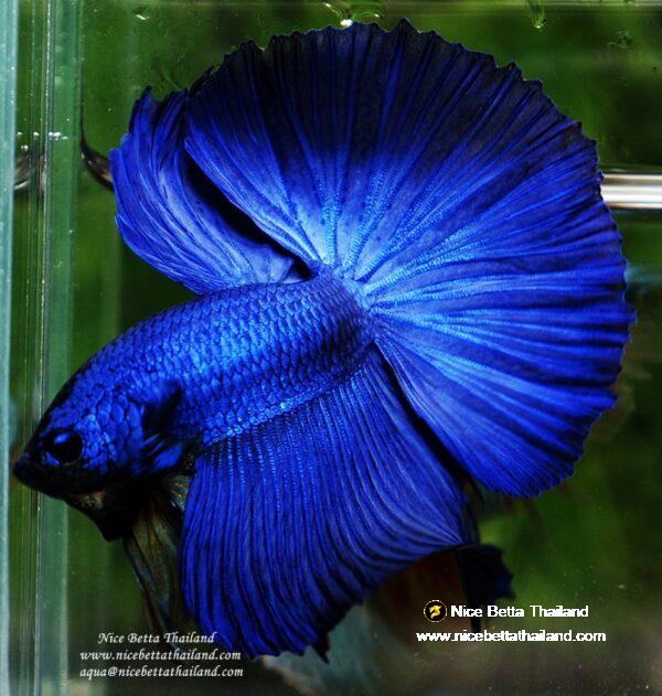 Betta fish OHM Super Royal Blue - Image 6
