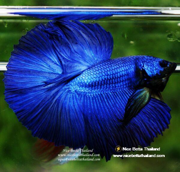 Betta fish OHM Super Royal Blue - Image 7