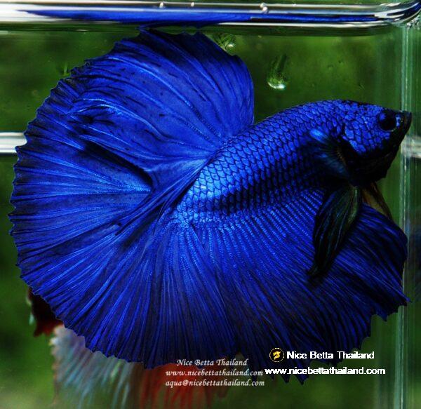 Betta fish OHM Super Royal Blue - Image 9