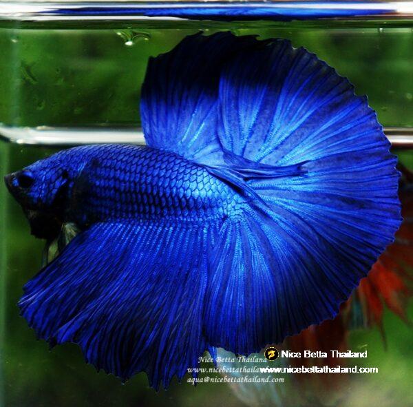 Betta fish OHM Super Royal Blue - Image 4