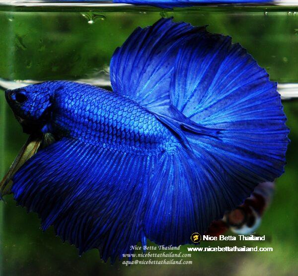 Betta fish OHM Super Royal Blue - Image 8