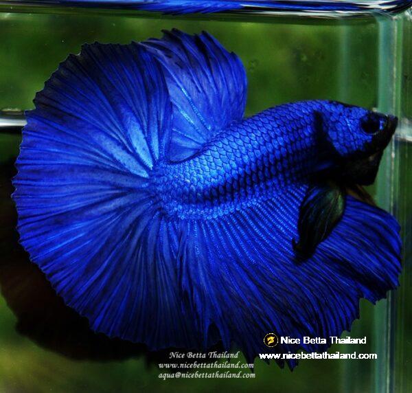 Betta fish OHM Super Royal Blue - Image 3