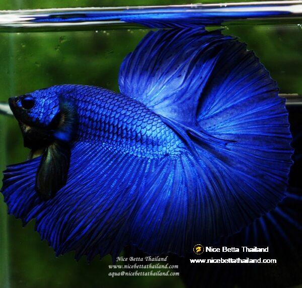 Betta fish OHM Super Royal Blue - Image 2