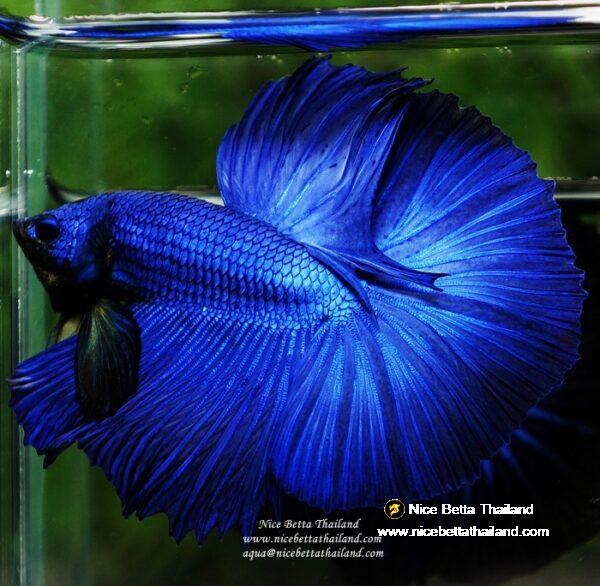 Betta fish OHM Super Royal Blue - Image 10