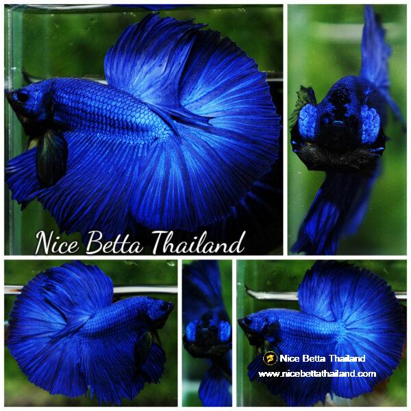 Betta fish OHM Super Royal Blue