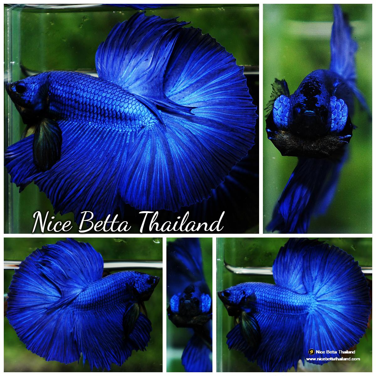 Betta fish OHM Super Royal Blue