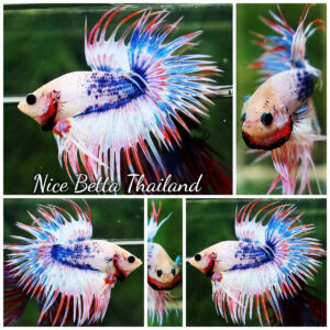 Betta fish CT Fancy Magical Pink Blue Marble