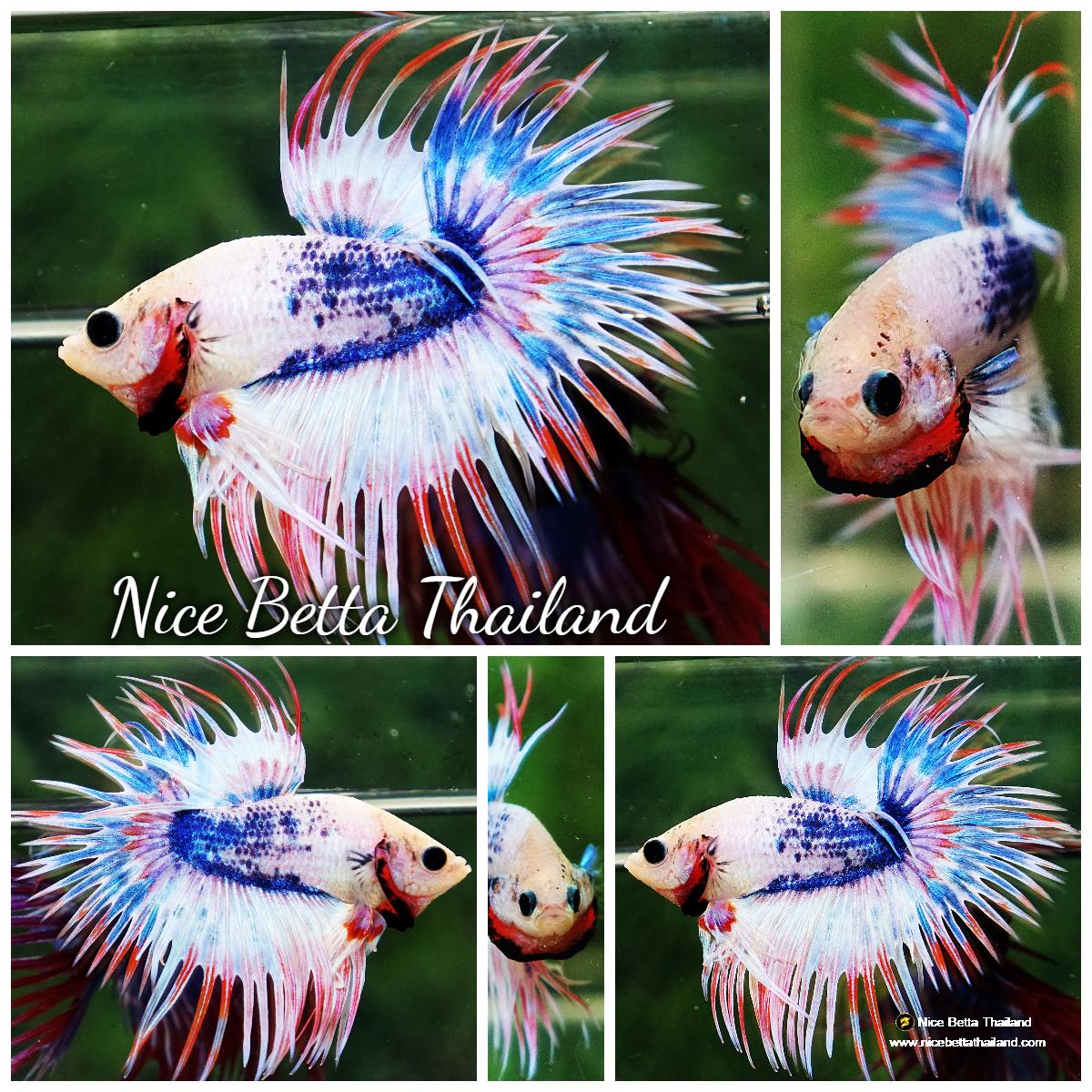 Betta fish CT Fancy Magical Pink Blue Marble 