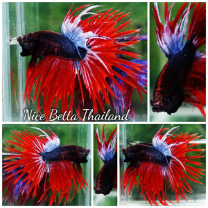 Betta fish CT Dark Hell Boy