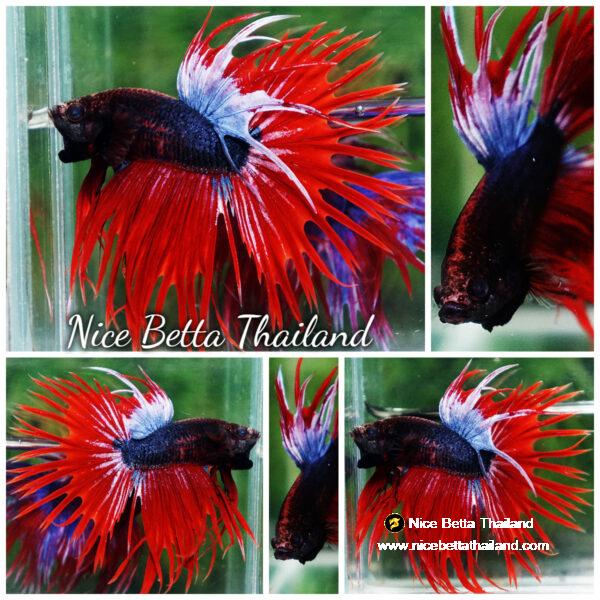 Betta fish CT Dark Hell Boy