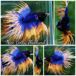 Betta fish CT Grizzle Mustard Blue Dot tail