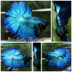 Betta fish OHM Green Turquoise Rosetail