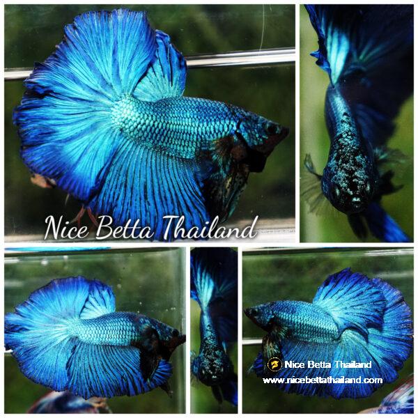 Betta fish OHM Green Turquoise Rosetail