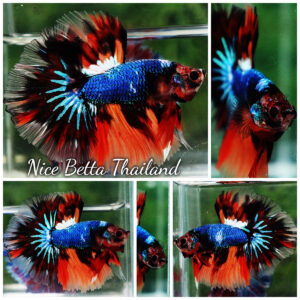 Betta fish OHM Multicolor Fancy Emerald