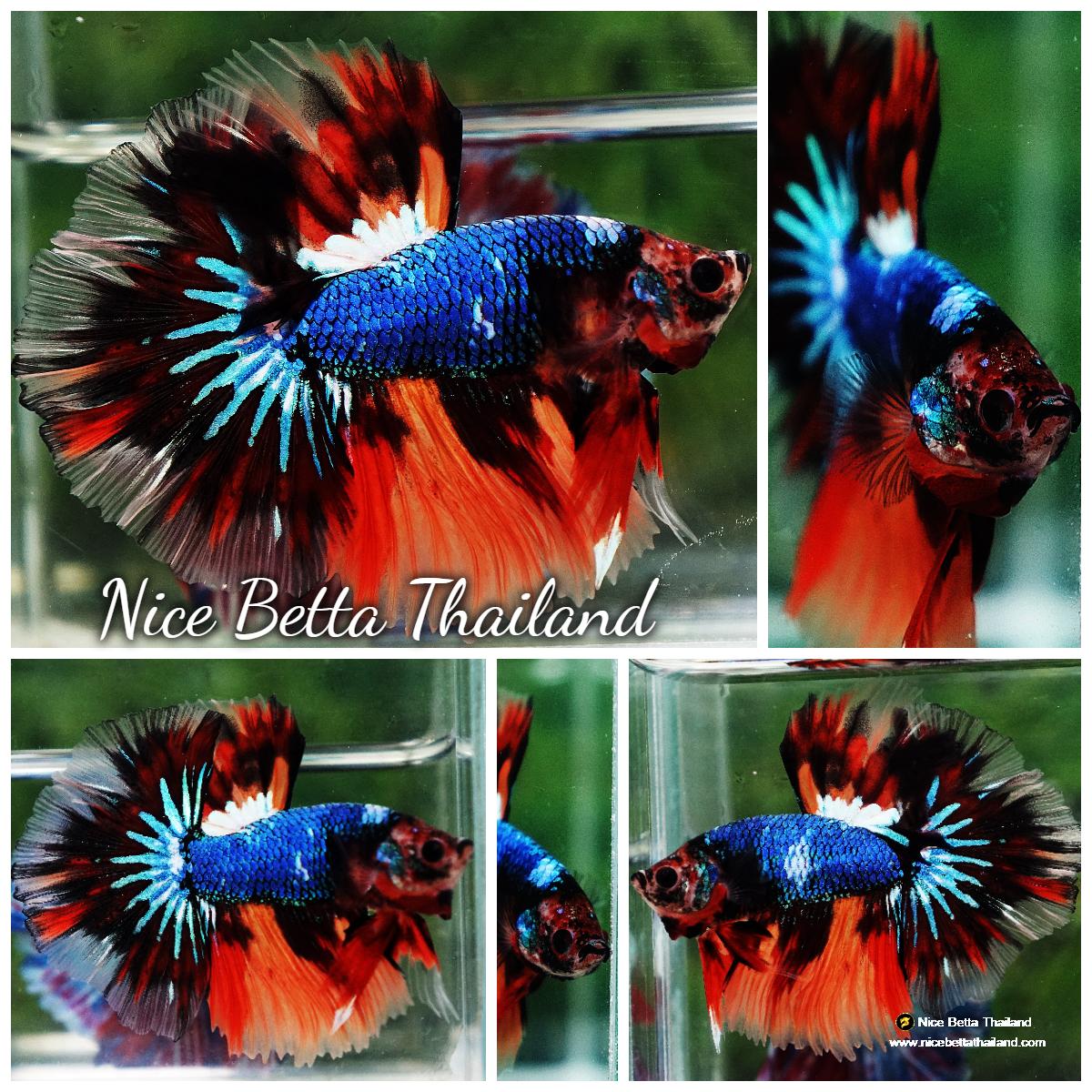 Betta fish OHM Multicolor Fancy Emerald 