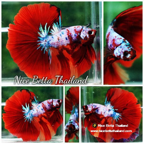 Betta fish OHM Fancy fier Multicolor