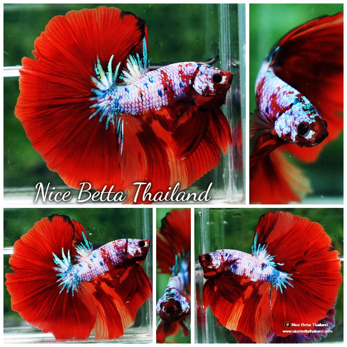 Betta fish OHM Fancy fier Multicolor