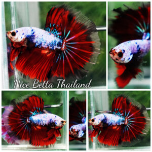 Betta fish Fancy Red Evil Ring tail OHM