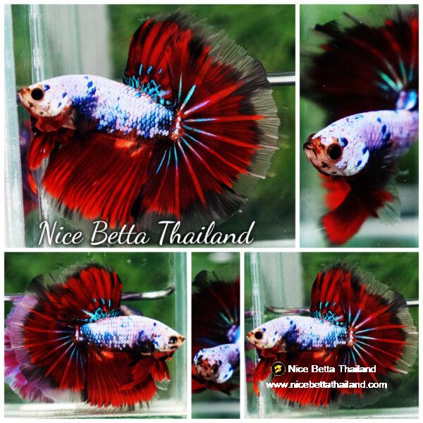 Betta fish Fancy Red Evil Ring tail OHM