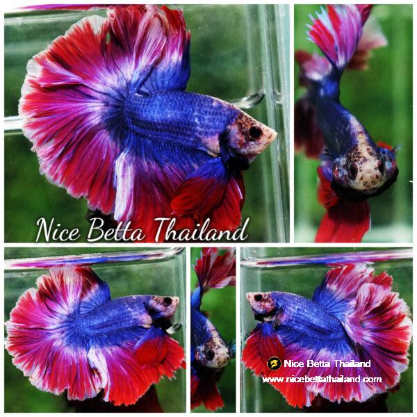 Betta fish Mascot Thailand Flag Rosetail OHM