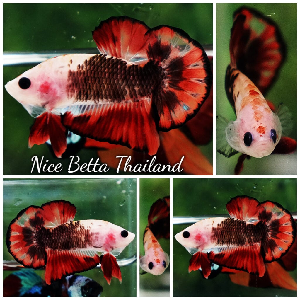Betta fish OHMPK Perfect Helmet Black Samurai