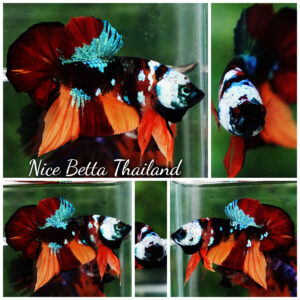 Betta Fish Full Helmet Samurai Nemo Warrior PK
