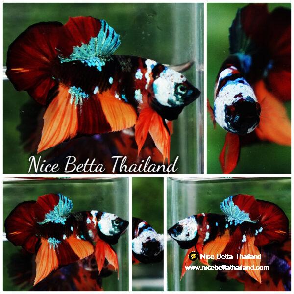 Betta Fish Full Helmet Samurai Nemo Warrior PK