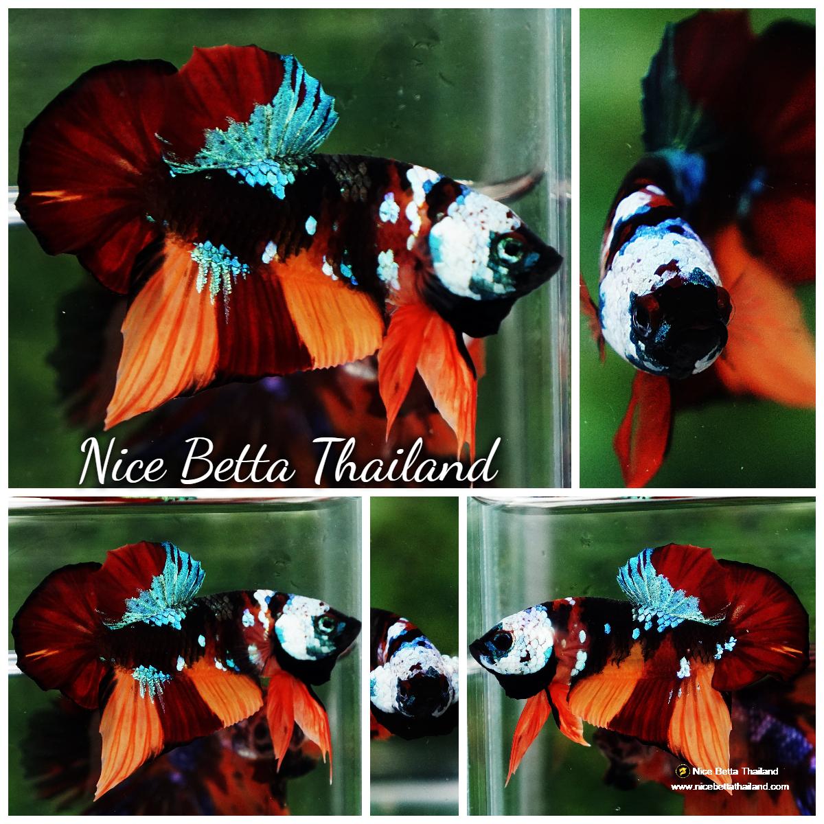 Betta Fish Full Helmet Samurai Nemo Warrior PK - nicebettathailand.com