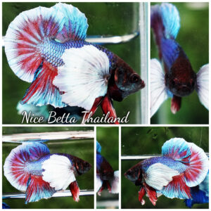 Betta Fish Purple Pink Salamander Dumbo HMPK