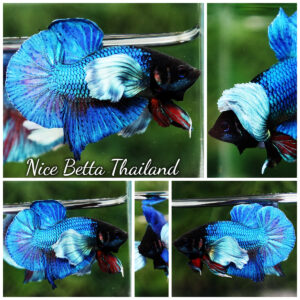 Betta Fish Sapphire Blue Metallic Dumbo (HMPK)