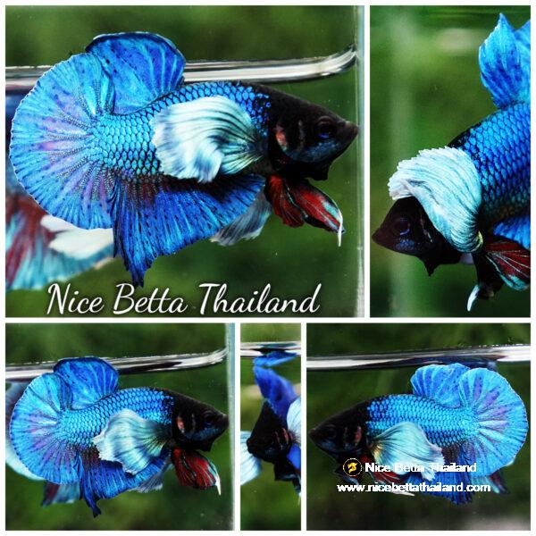 Betta Fish Sapphire Blue Metallic Dumbo (HMPK)