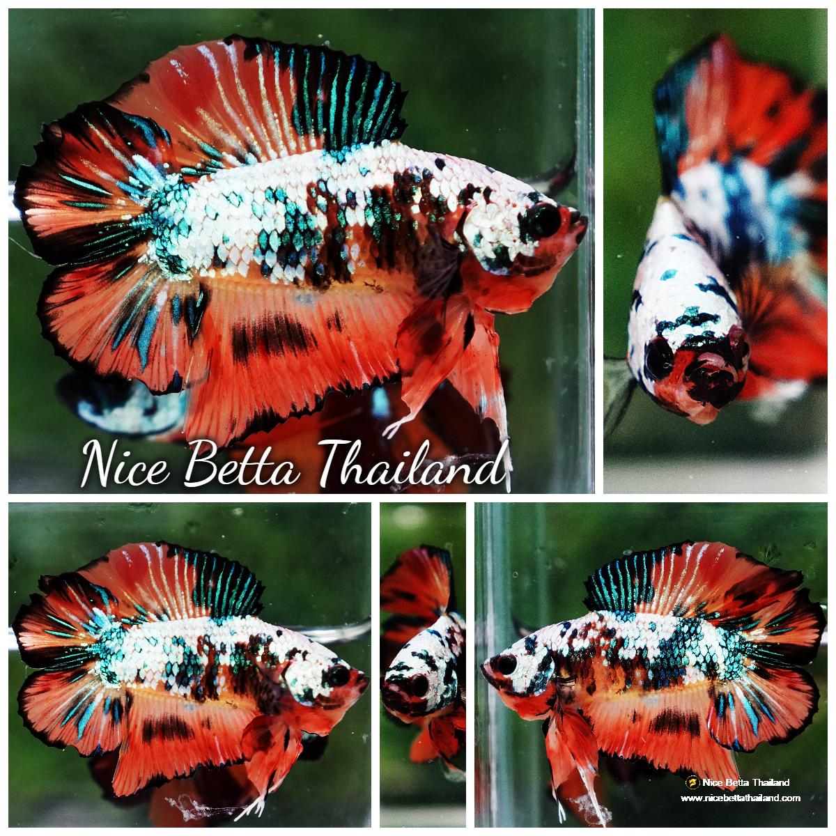 Betta Fish Nemo Emerald Tiger (DTPK) 