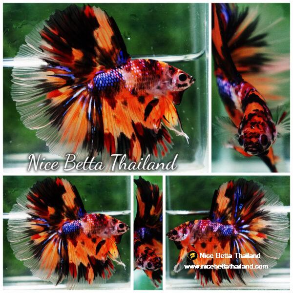 Betta fish Multi - Tiger Large fin (HM)