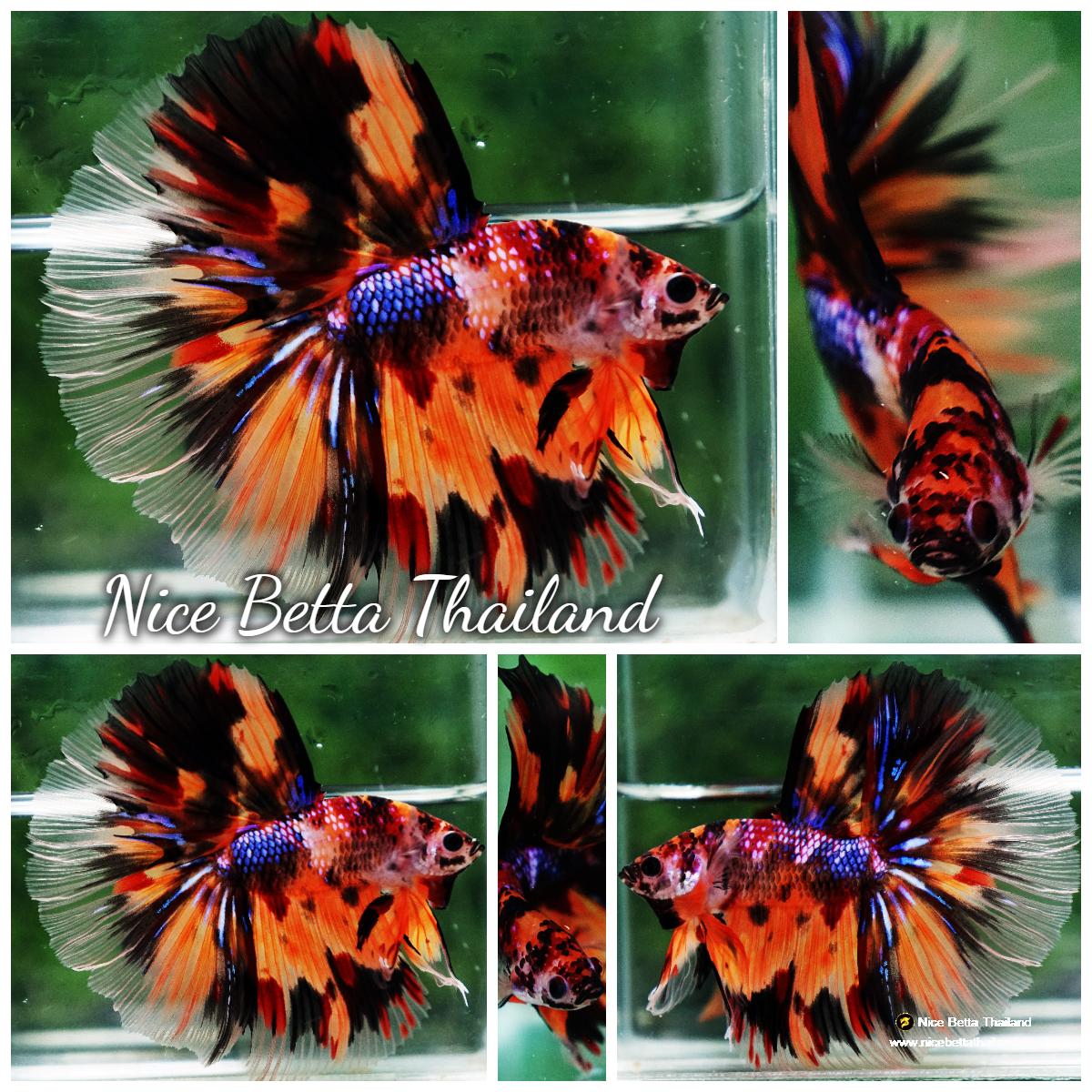 Multis Fish Betta fish Multi - Tiger Large fin (HM) - nicebettathailand.com