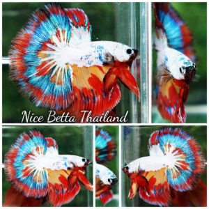 Betta Fish Multicolor NBT Tri-Color Tail