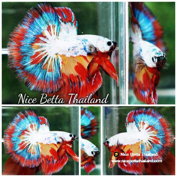 Betta Fish Multicolor NBT Tri-Color Tail