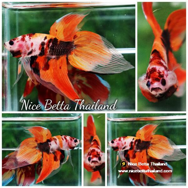 Betta fish Classic Nemo Koi (VT)