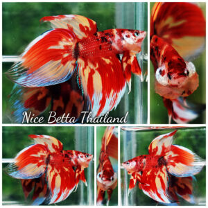 Betta fish Nemo on Fire (VT)