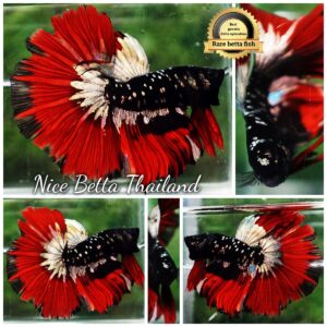 Betta fish Hell Copper Red Avatar HM (Rare)