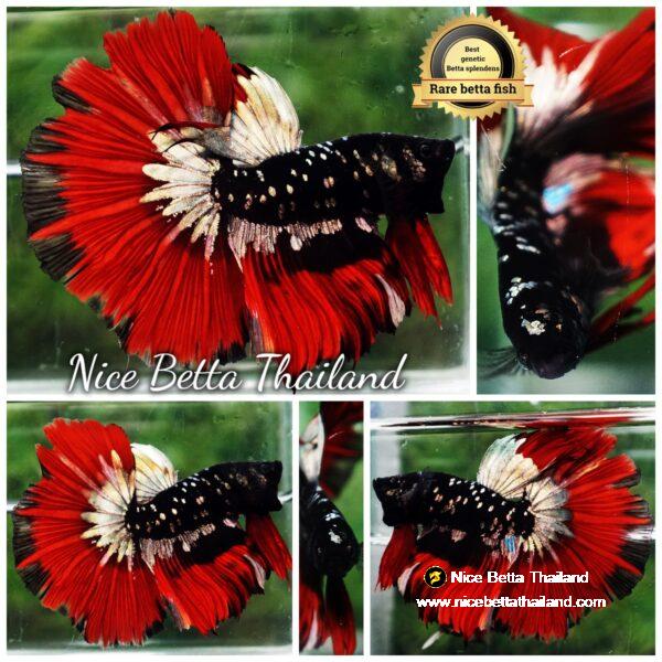 Betta fish Hell Copper Red Avatar HM (Rare)