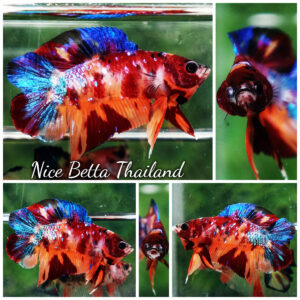 Betta fish Emerald Candy Nemo (DTPK)