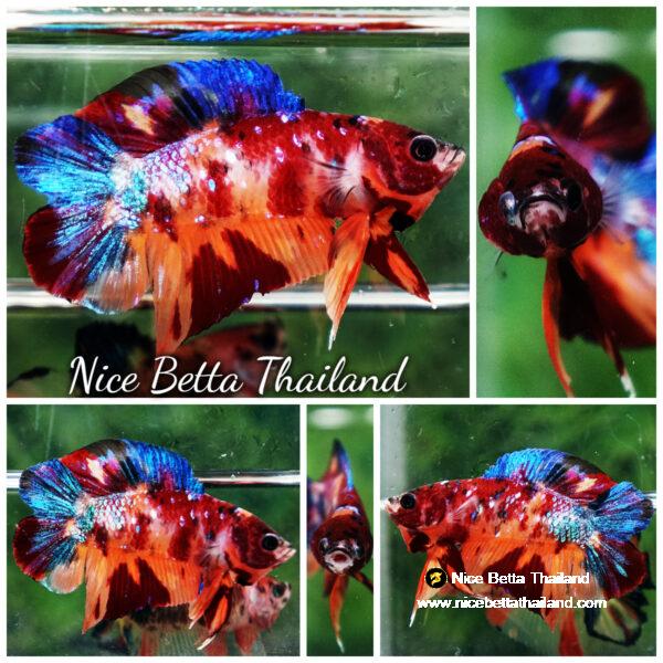 Betta fish Emerald Candy Nemo (DTPK)