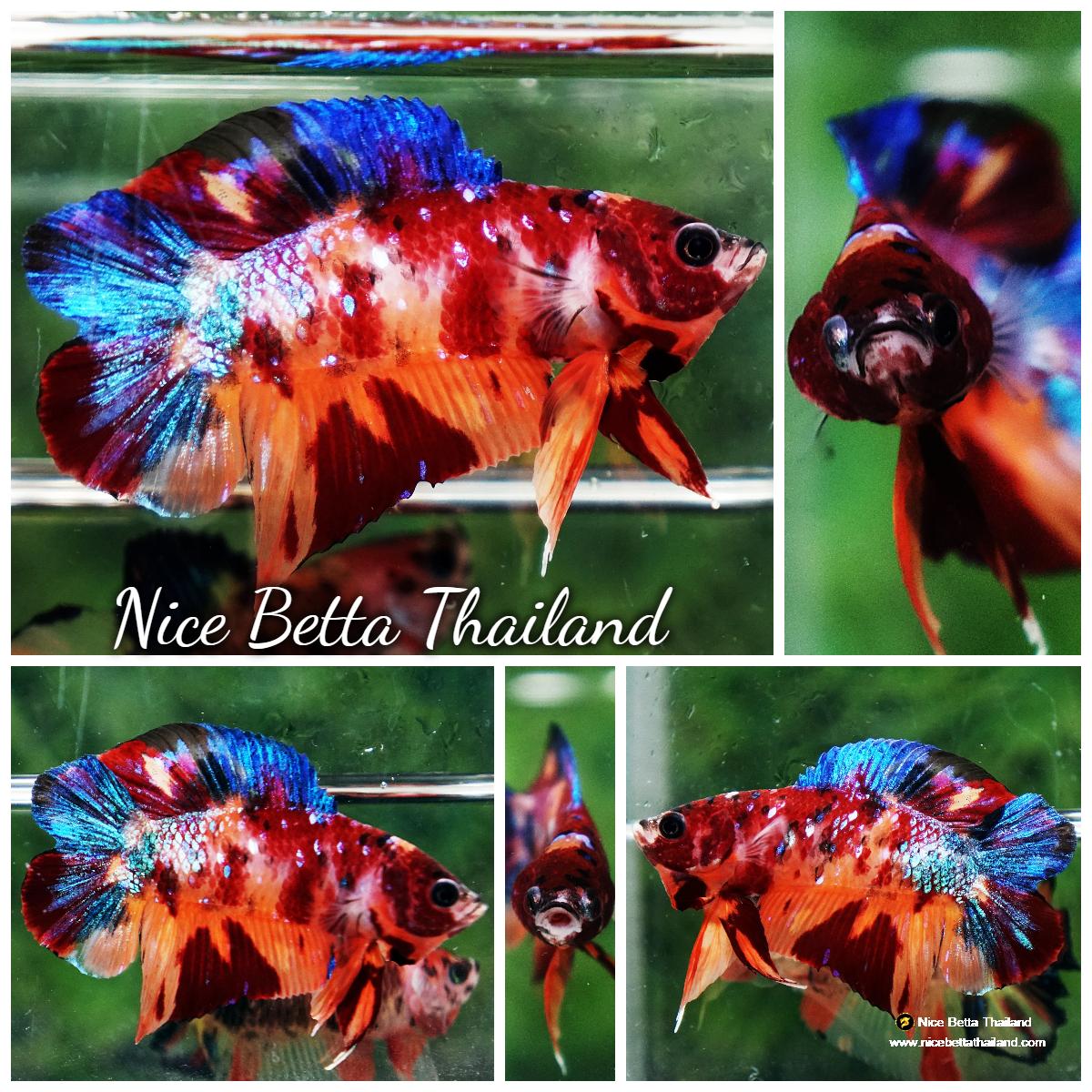 Betta fish Queen Samurai Mustard Avatar Warrior (Rare ...