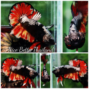 Betta fish Black Samurai on Fire (HMPK)