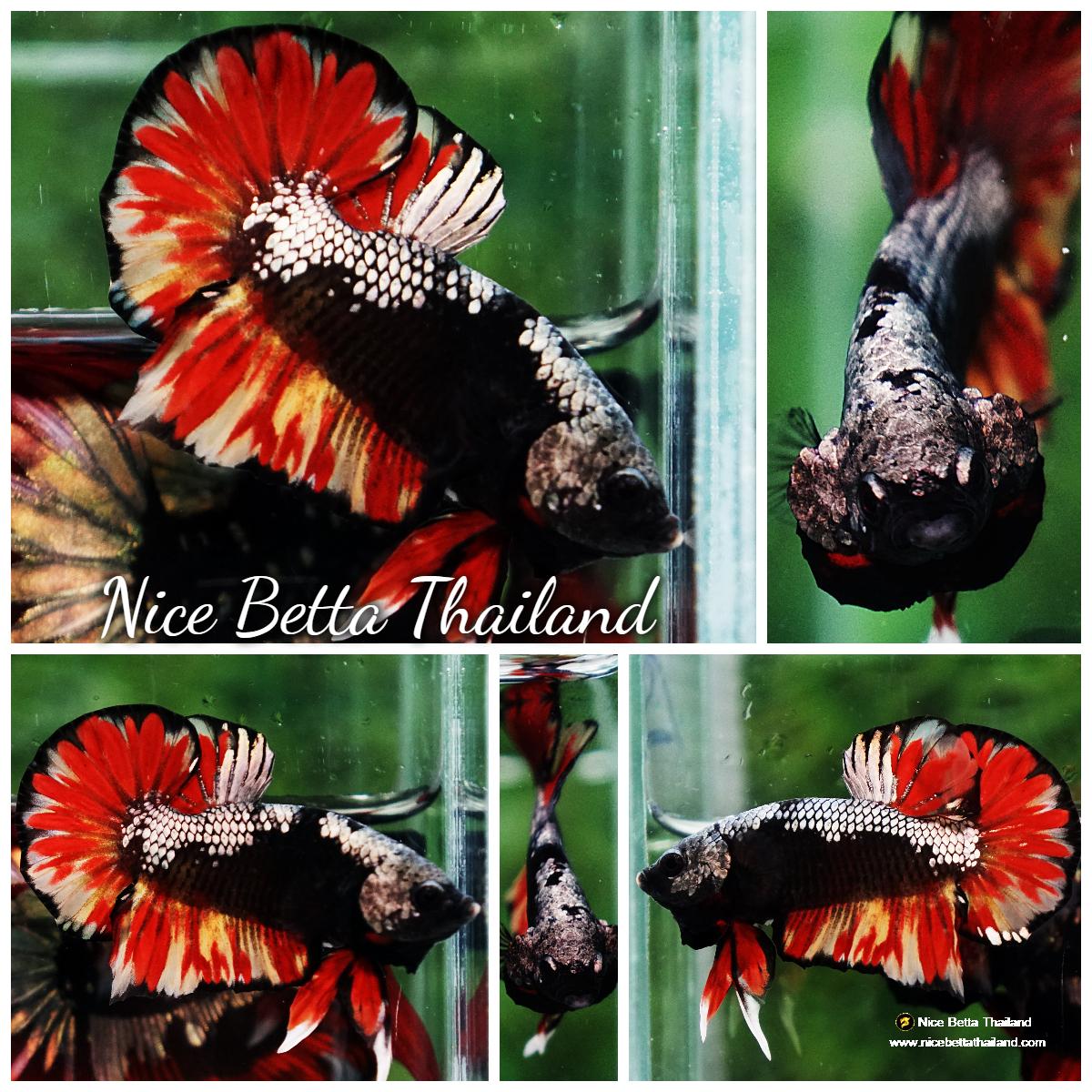 Betta fish Queen Samurai Mustard Avatar Warrior (Rare ...