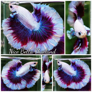 Betta fish Prince of Purple Lavender Butterfly (OHM)