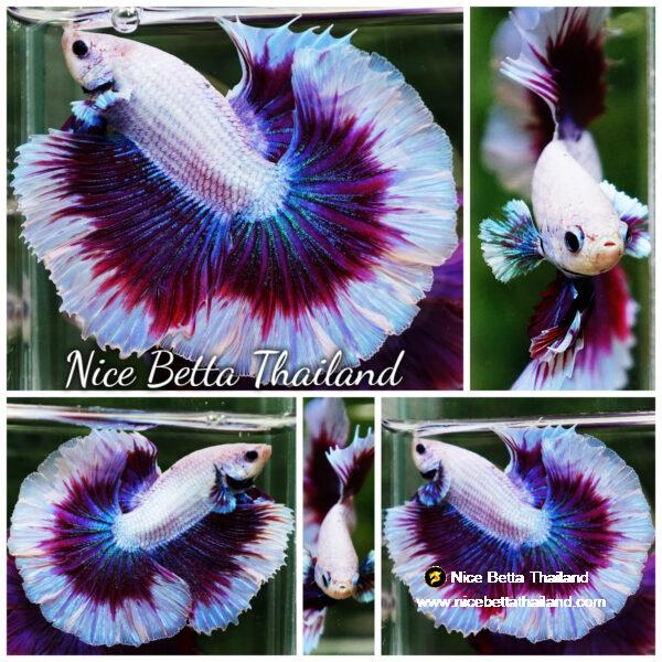 Betta fish Prince of Purple Lavender Butterfly (OHM)