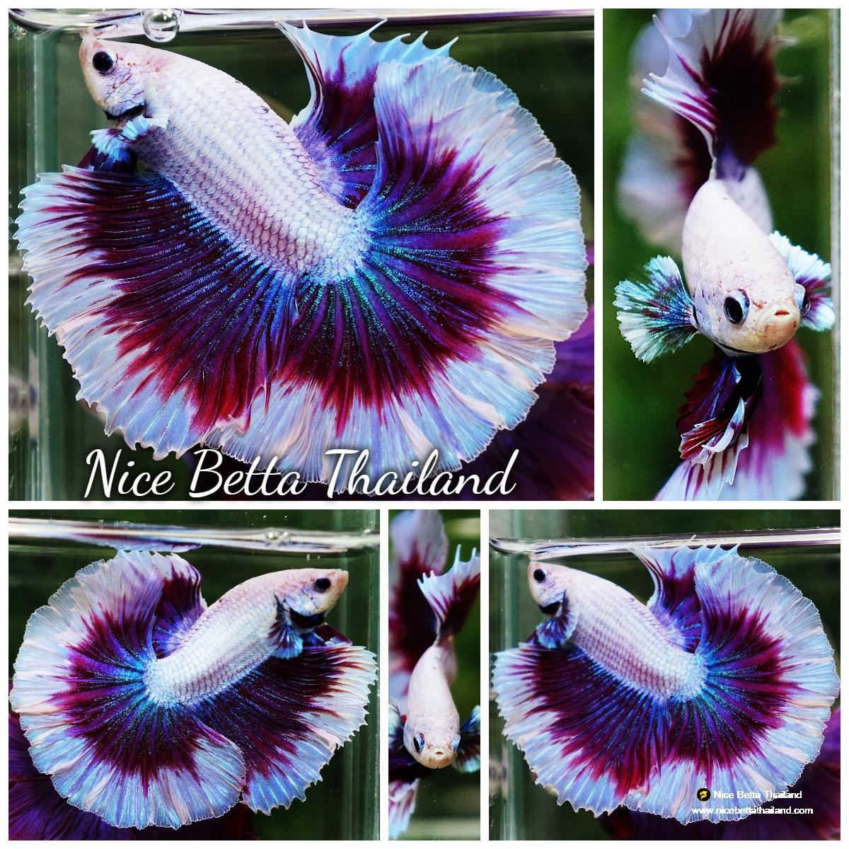 Betta Rutilans Betta fish Female HMPK Red Blood Samurai - nicebettathailand.com