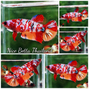 Betta fish Female Candy Nemo Galaxy (HMPK)